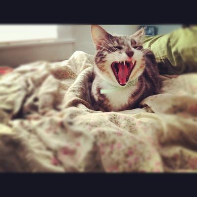Yawning Cat Number 202